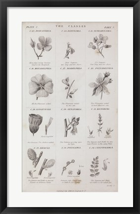 Framed Conversations on Botany X Print
