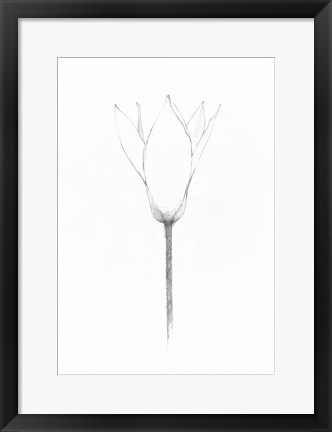 Framed Pencil Floral X Print