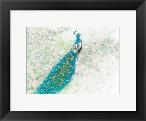 Framed Spring Peacock I Print