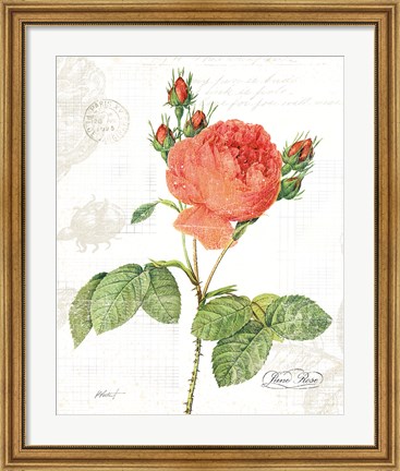 Framed June Rose on White Print