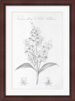 Framed Botany Book XI Print