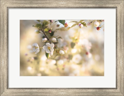 Framed Blush Blossoms I Pastel Print