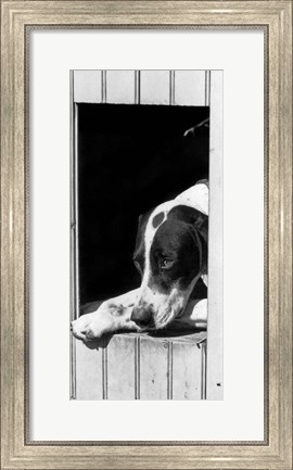 Framed 1930s Hunting Dog Pointer Looking Out Of His Doghouse Print