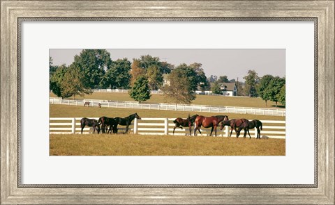 Framed 1990S Group Of Horses Beside White Pasture Fence Print