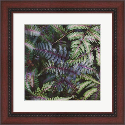 Framed Funky Ferns V Print