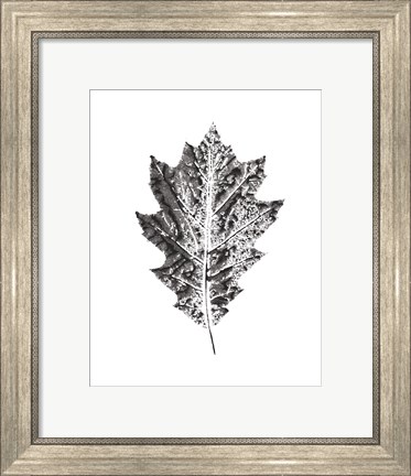 Framed Harvest Sentiments VII BW no Words Print