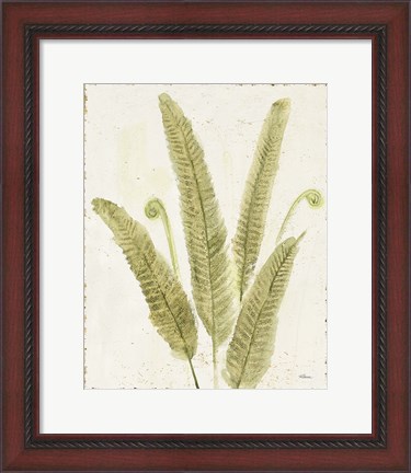 Framed Forest Ferns II v2 Antique Print