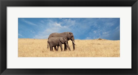 Framed Elephant and her Calf Print