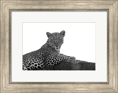 Framed Leopard in Black and White Print