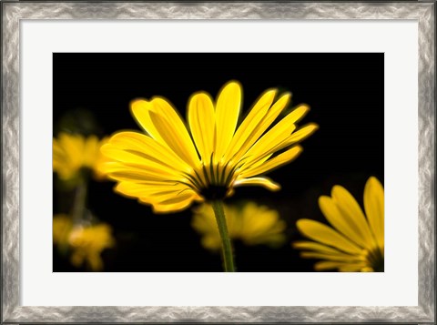 Framed Close-Up of Voltage Yellow African Daisy Flowers, Florida Print