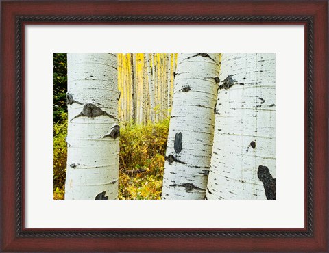 Framed Detail of Aspen Tree, Colorado Print