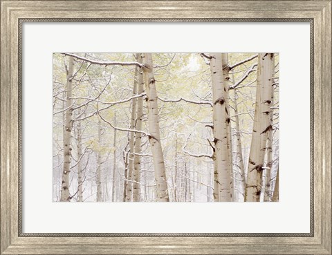 Framed Autumn Aspens With Snow, Colorado Print