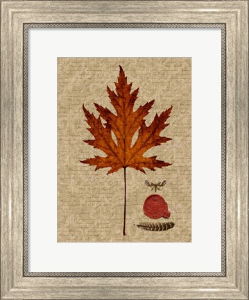 Framed Leaf Study I Print