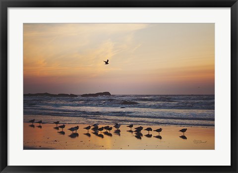 Framed Kalaloch Birds III Print