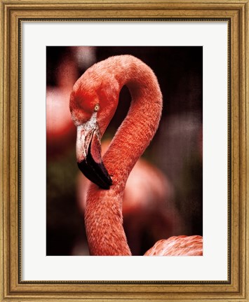 Framed Caribbean Flamingo II Print