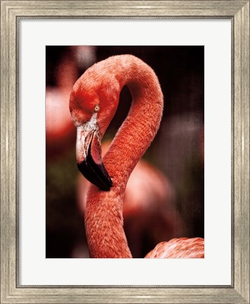 Framed Caribbean Flamingo II Print