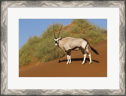 Framed Oryx, Namib-Naukluft National Park, Namibia Print