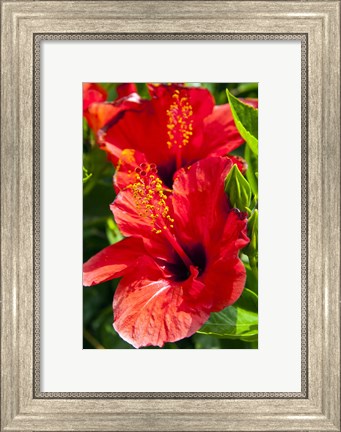 Framed Hibiscus, Tunisia Print