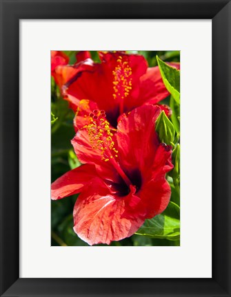 Framed Hibiscus, Tunisia Print