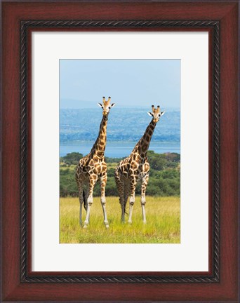 Framed Giraffes on the Savanna, Murchison Falls National park, Uganda Print