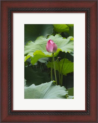 Framed Lotus in a pond, Suzhou, Jiangsu Province, China Print
