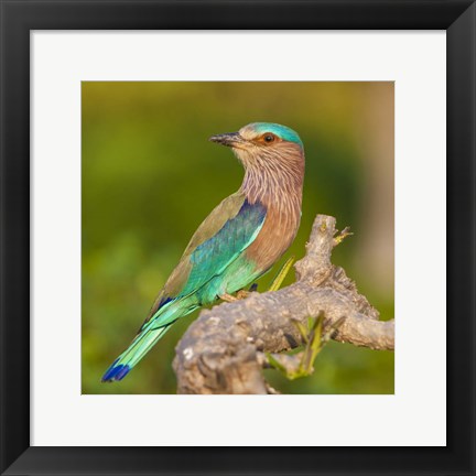 Framed Bandhavgarh Tiger Reserve Print