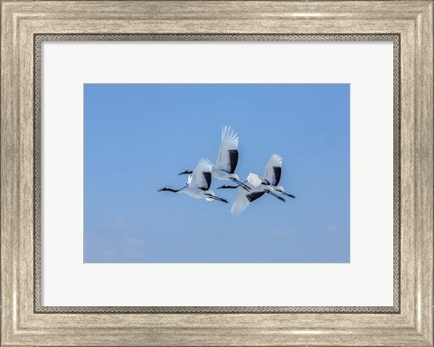 Framed Japanese Cranes Flying Print