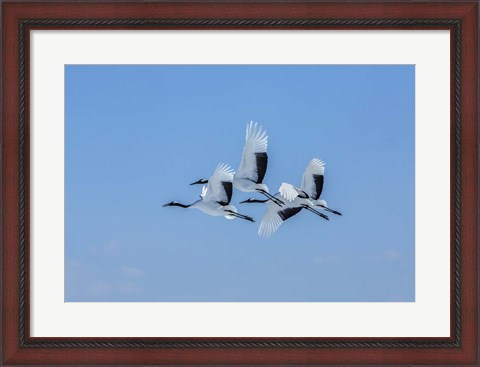 Framed Japanese Cranes Flying Print