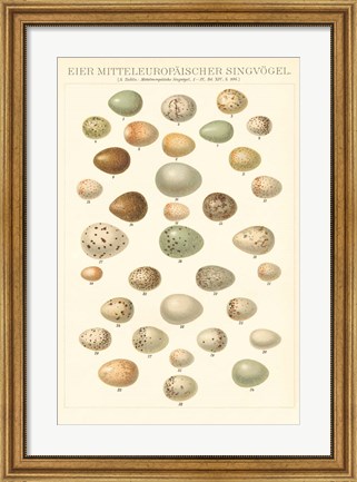 Framed Songbird Egg Chart Print