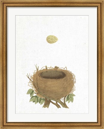 Framed Spring Nest II Print