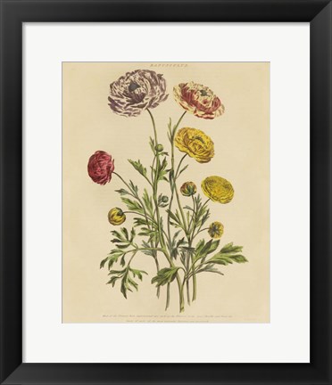 Framed Herbal Botany XXII v2 Crop Print