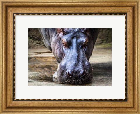 Framed Hippo Print