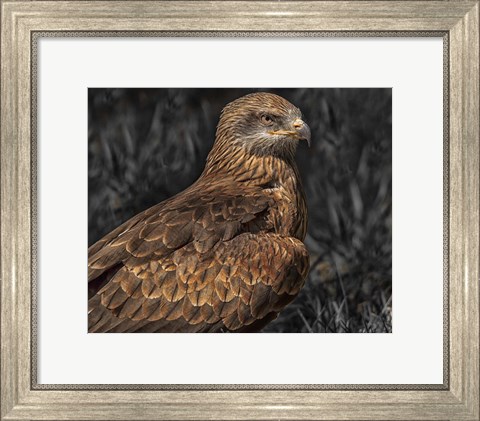 Framed Predator Bird Print