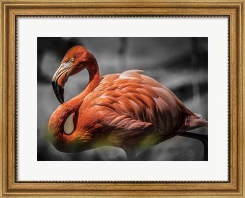 Framed Flamingo - Black &amp; White Print