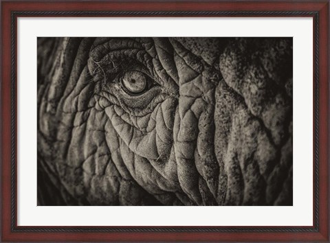 Framed Elephant Close Up II Sepia Print