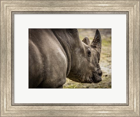 Framed Rhino Print