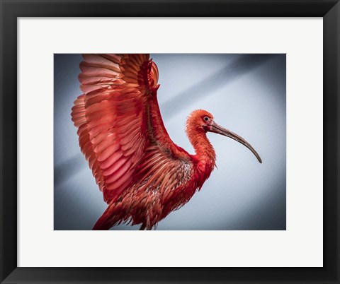 Framed Red Bird Print