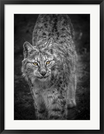 Framed Young Lynx Looking Up - Black &amp; White Print