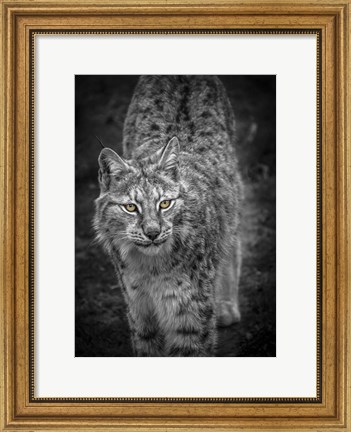 Framed Young Lynx Looking Up - Black &amp; White Print