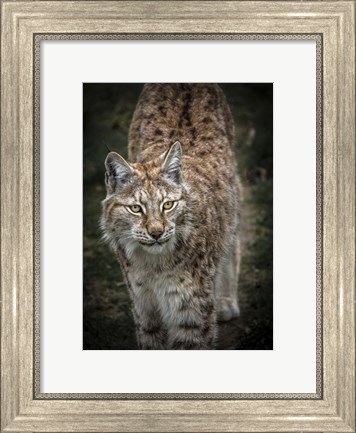 Framed Young Lynx Looking Up Print