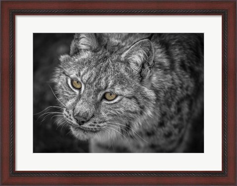 Framed Lynx Eyes Print