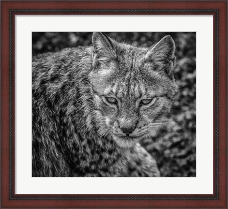 Framed Lynx II - Black &amp; White Print