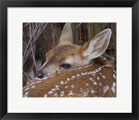 Framed Mule Deer Fawn Print