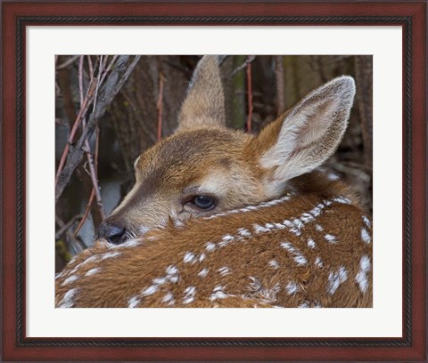 Framed Mule Deer Fawn Print