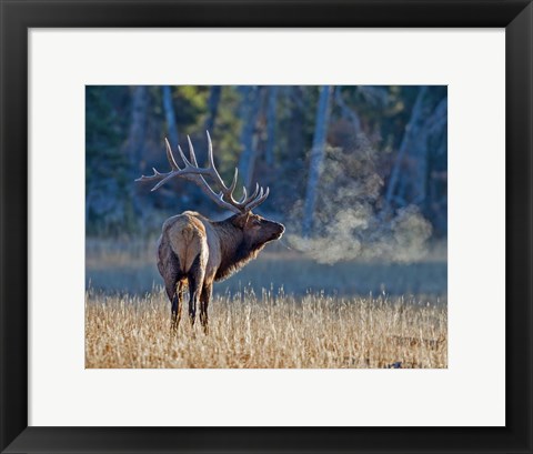 Framed Bull elk Print