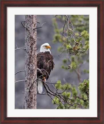 Framed Bald Eagle Print