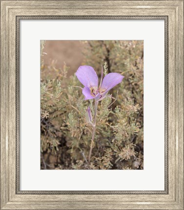 Framed Mariposa Lily Print