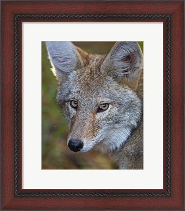 Framed Coyote Print