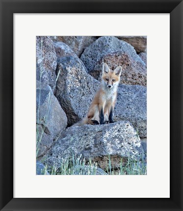 Framed Red Fox Kit II Print