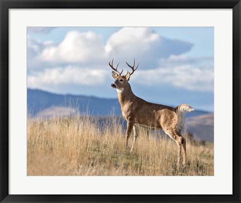 Framed Montana Whitetail Buck II Print